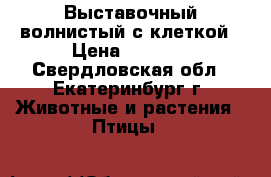 Выставочный волнистый с клеткой › Цена ­ 4 000 - Свердловская обл., Екатеринбург г. Животные и растения » Птицы   